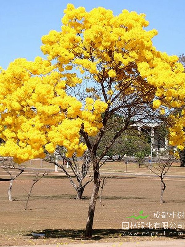 黄花风铃木的特点有哪些？