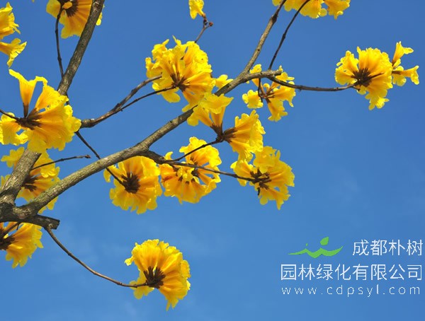 黄花风铃木什么时候扦插比较好？