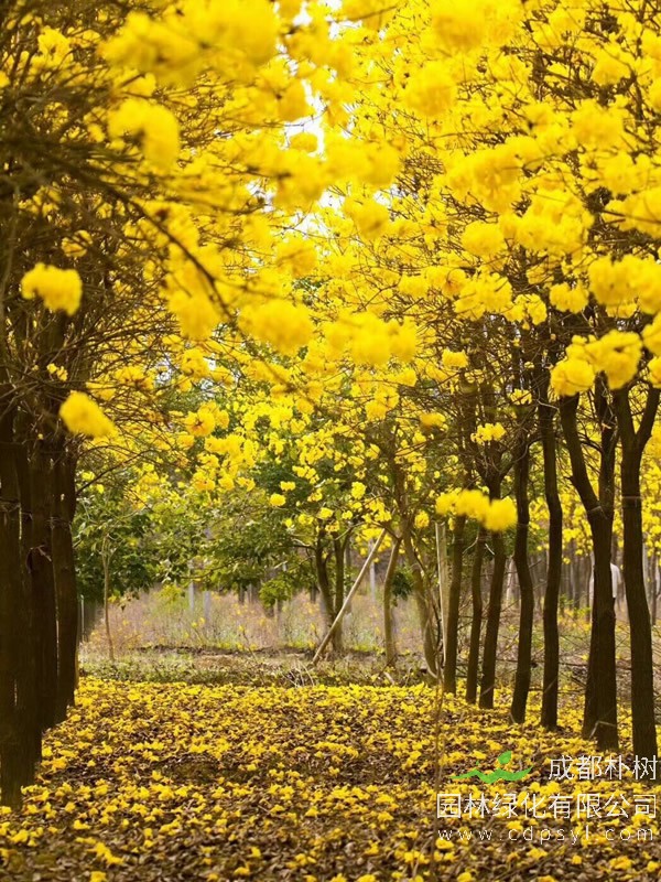 黄花风铃木是没有叶子的吗？