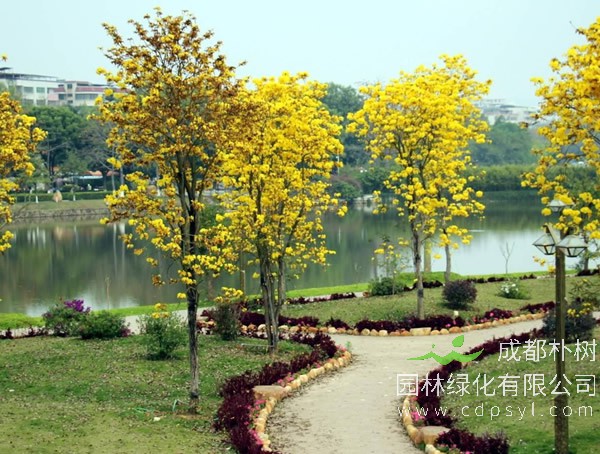 黄花风铃木的种子什么时候成熟？