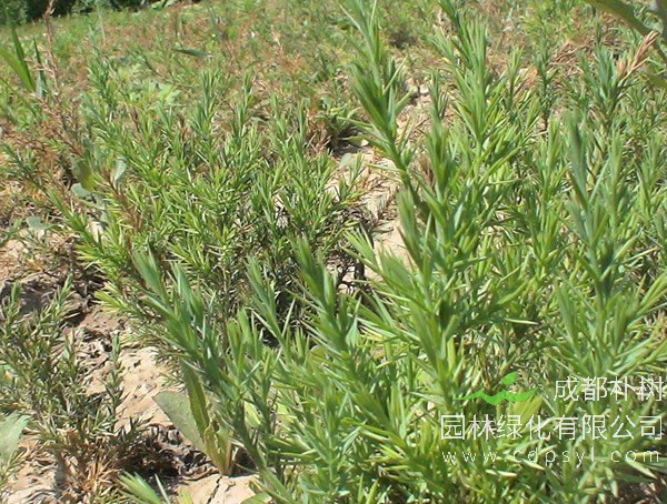刺松和刺柏是同一种植物吗?