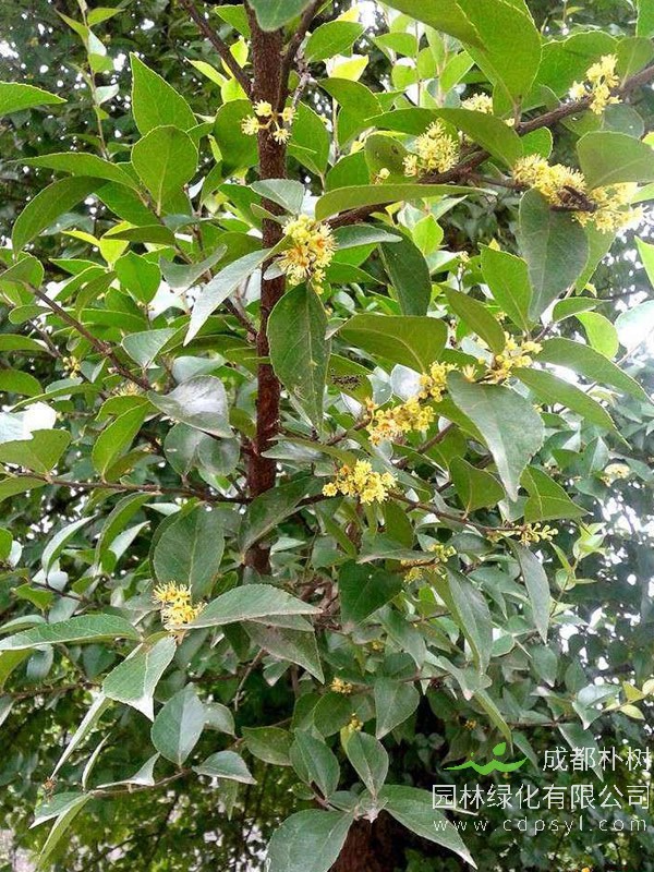 青冈栎图片-形态特征-生长环境-分布范围以及主要价值