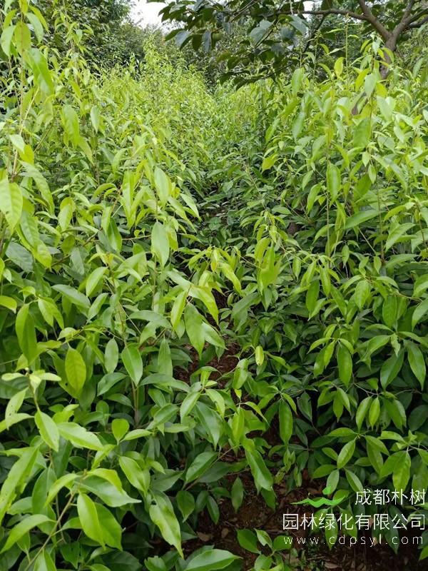 青冈栎图片-形态特征-生长环境-分布范围以及主要价值