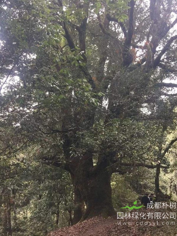 青冈栎图片-形态特征-生长环境-分布范围以及主要价值