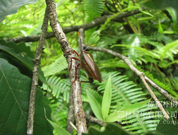 青冈栎的生长习性有哪些？