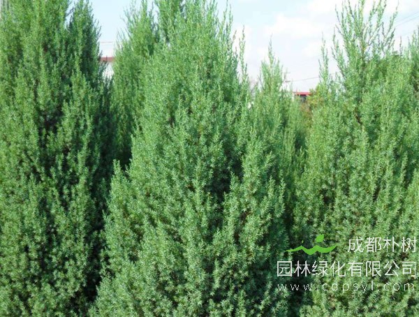 刺柏分布在中国哪些地方？