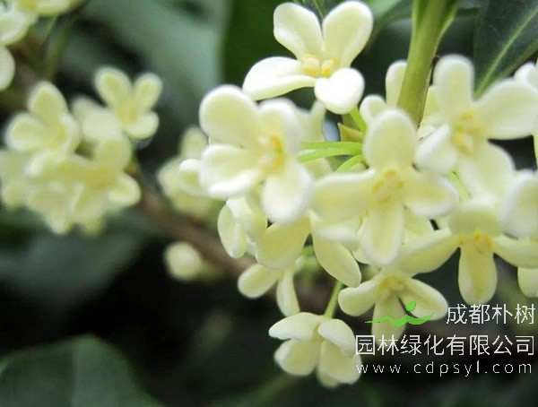 金桂和银桂怎么区别?金桂和银桂的区别有哪些?