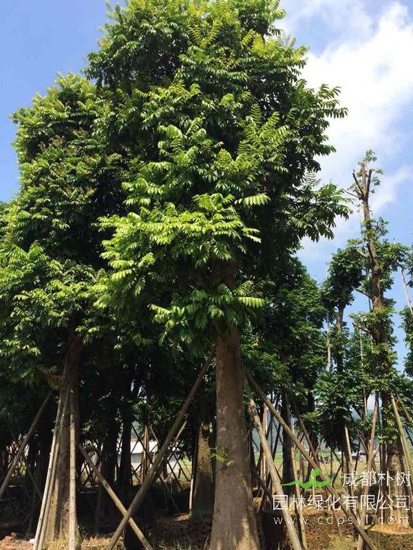 人面子图片-形态特征-生长环境-分布范围-生长习性以及主要价值