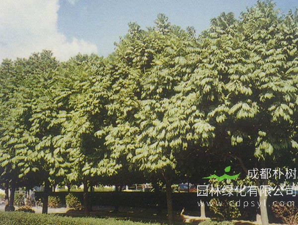 人面子的功效与作用有哪些？