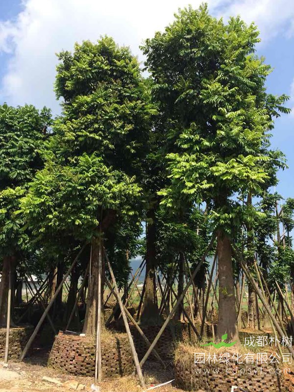 人面子的栽培技术有哪些？