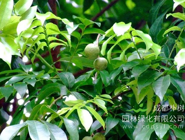 人面子图片-形态特征-生长环境-分布范围-生长习性以及主要价值