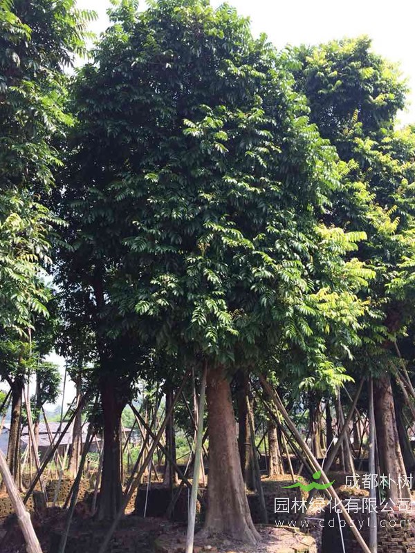 苗木中的人面子有什么用处？