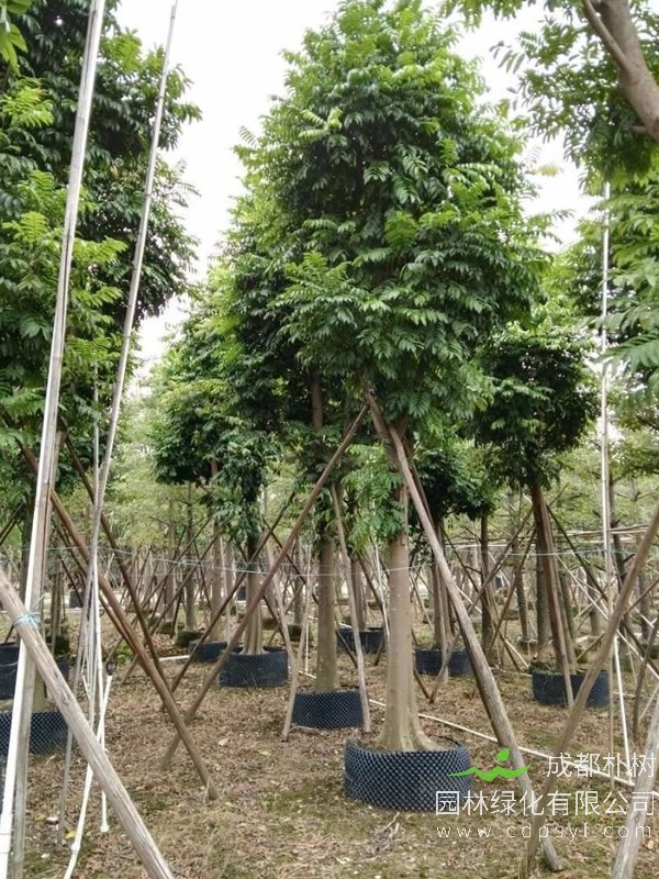 人面子树与无患子树有哪些区别?