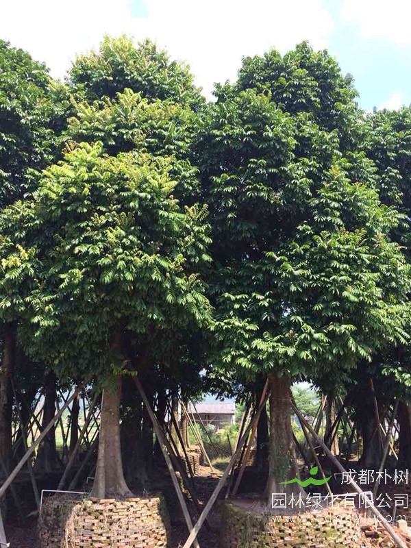 人面子播种育苗技术及病虫害防治方法介绍