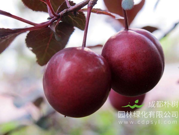 紫叶李果实的作用有哪些?