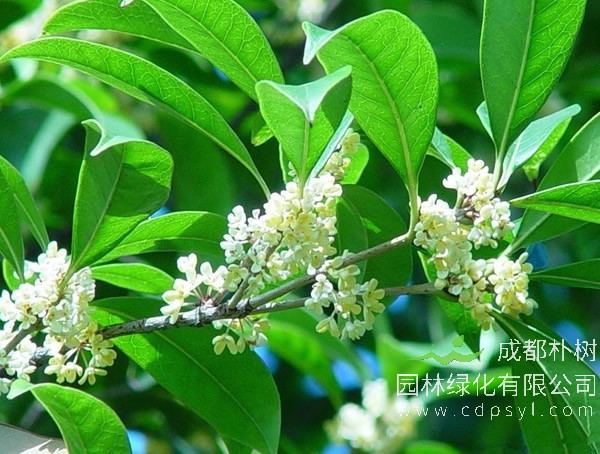 如何区分四季桂和银桂？