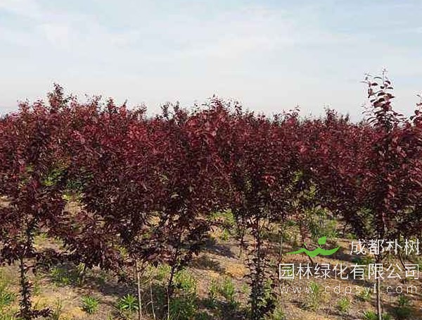 紫叶李有哪些观赏价值？