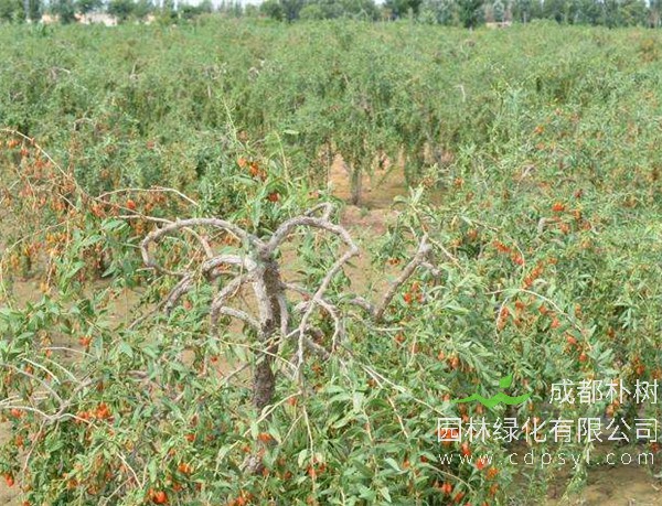枸杞树