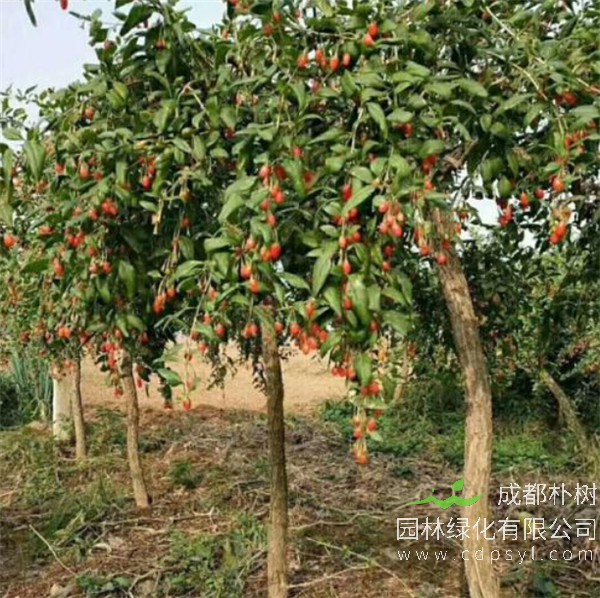 枸杞树