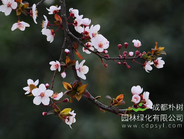 紫叶李好吃吗？有什么用途？