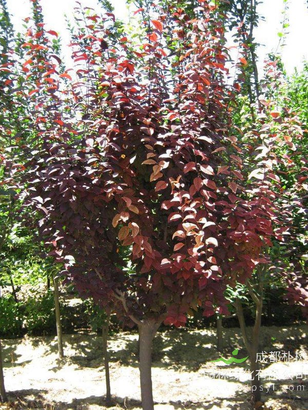 如何提高紫叶李的成活率？