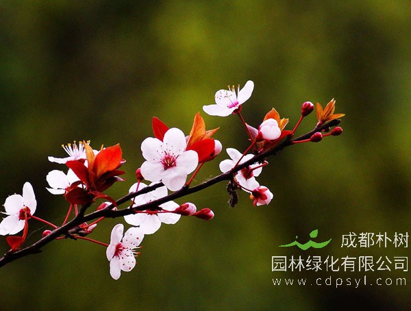 紫叶李一般在每年的几月份成熟？