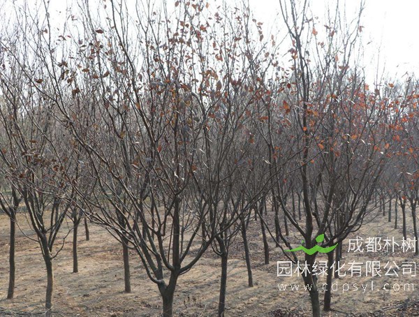 紫叶李的原产地在哪里？