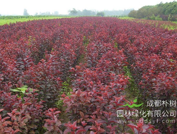 乔木类紫叶李种植和养护的要点有哪些？