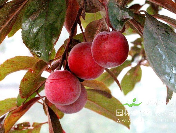 紫叶李会长出什么样的果实？
