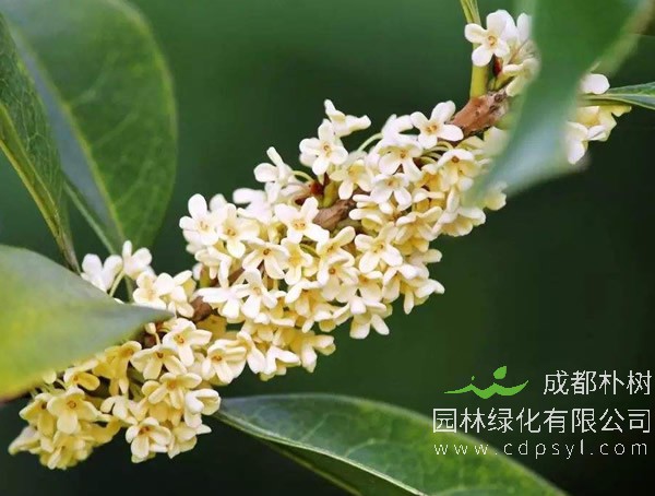 银桂怎么养？养殖银桂的注意事项有哪些？