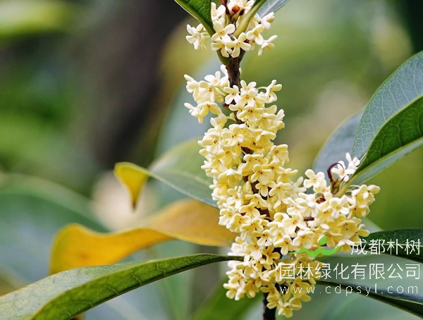 银桂可以泡酒吗？银桂泡酒有哪些功效？