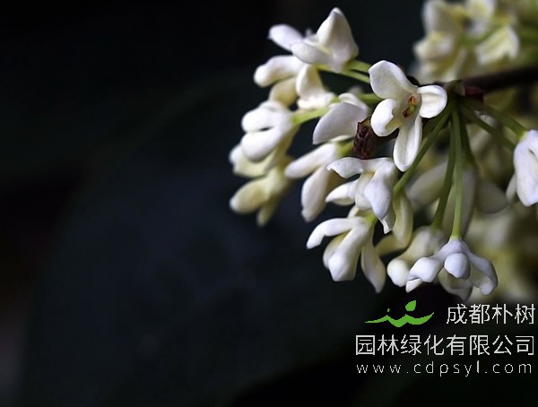 金桂、银桂、丹桂从叶子上怎么区分？