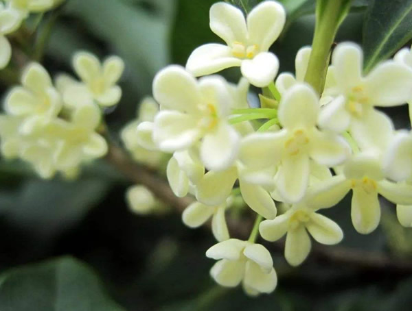 金桂和银桂怎么区别？金桂和银桂的区别有哪些？