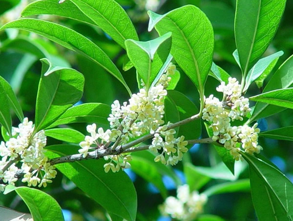 如何区分四季桂和银桂？