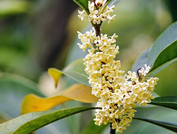 银桂可以泡酒吗？银桂泡酒有哪些功效？