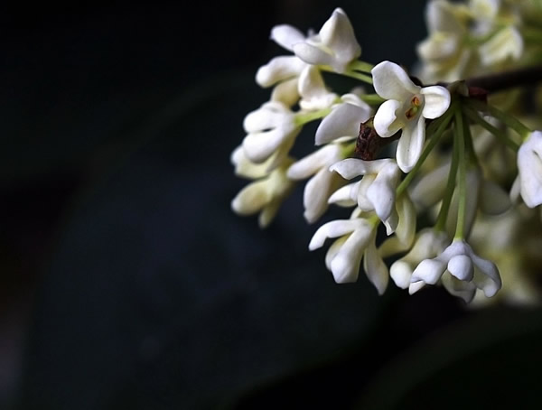 金桂、银桂、丹桂从叶子上怎么区分？