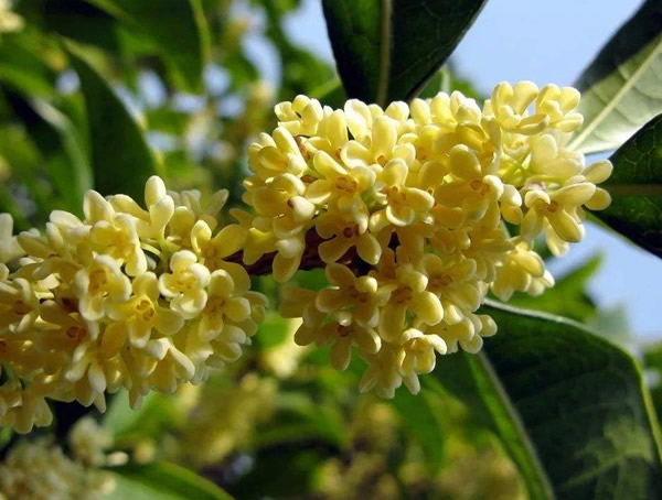 银桂什么时候开花？