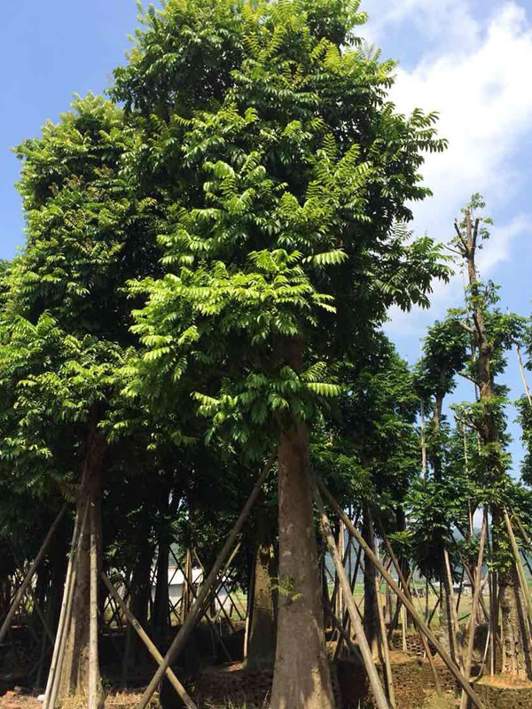 人面子图片-形态特征-生长环境-分布范围-生长习性以及主要价值