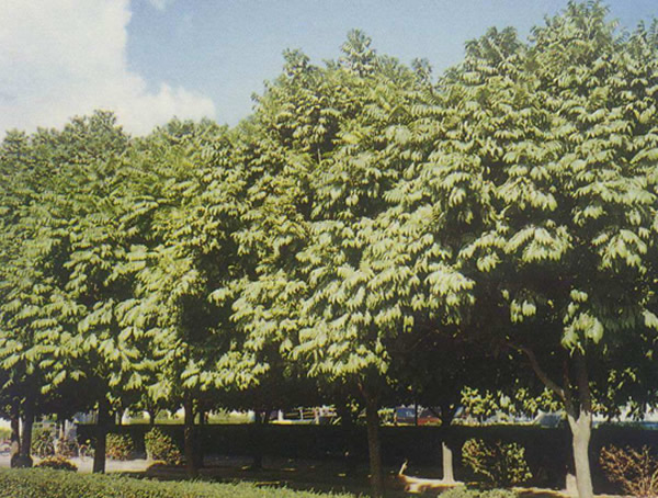 人面子的功效与作用有哪些？