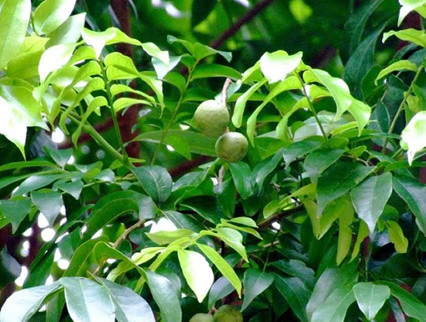 怎么区分麻楝，人面子和桃花心木？