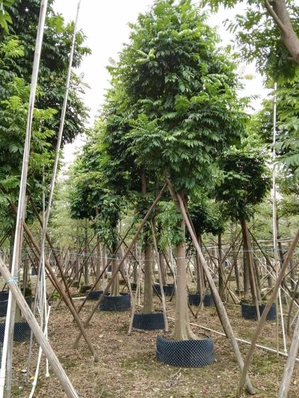 人面子树与无患子树有哪些区别？