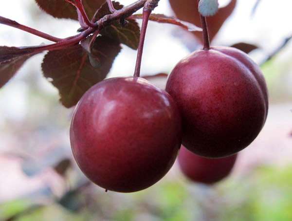 紫叶李果实的作用有哪些？