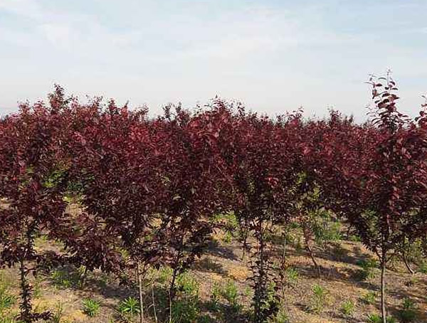 紫叶李有哪些观赏价值？