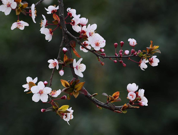 紫叶李好吃吗？有什么用途？