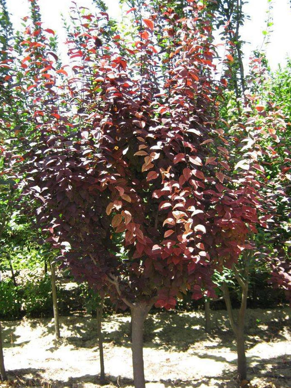 如何提高紫叶李的成活率？