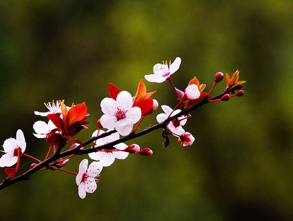 紫叶李一般在每年的几月份成熟？