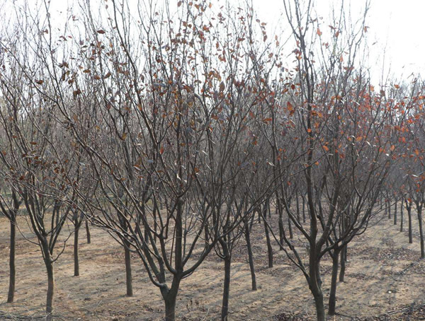 紫叶李的原产地在哪里？