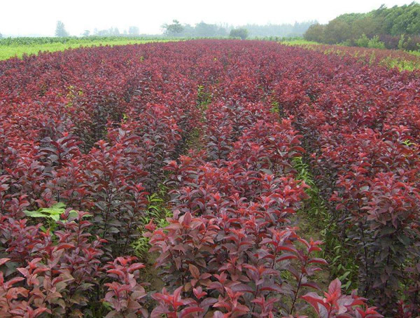 乔木类紫叶李种植和养护的要点有哪些？