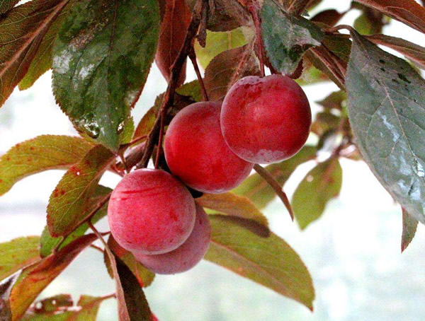 紫叶李会长出什么样的果实？