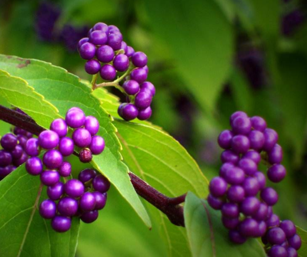 紫珠图片_形态特征_生长习性_品种分类_产地分布_功效作用